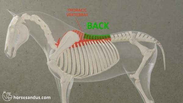 horse back and thoracic vertrabae