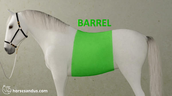 horse barrel