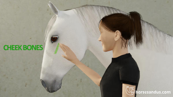 horse cheekbones
