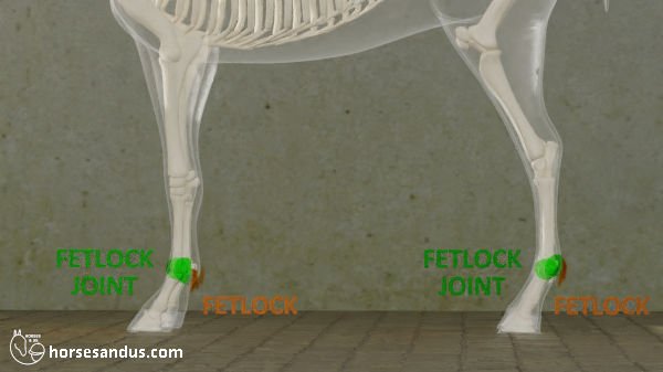 horse fetlock and fetlock joint