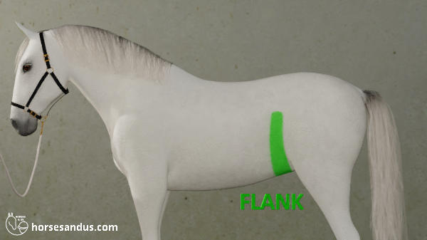horse flank