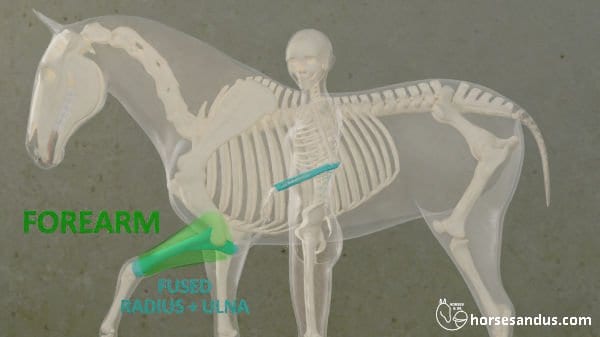 horse forearm (fused radius and ulna) versus human forearm