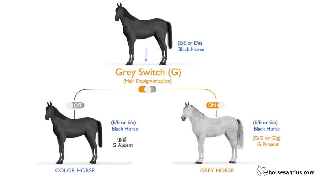 horse grey gene switch "on" and "off"