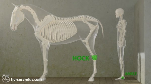 horse hock versus human ankle