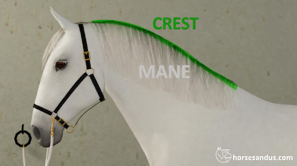 horse mane and crest