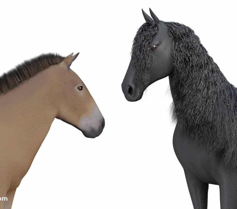 why do horses have manes (short manes vs long manes)