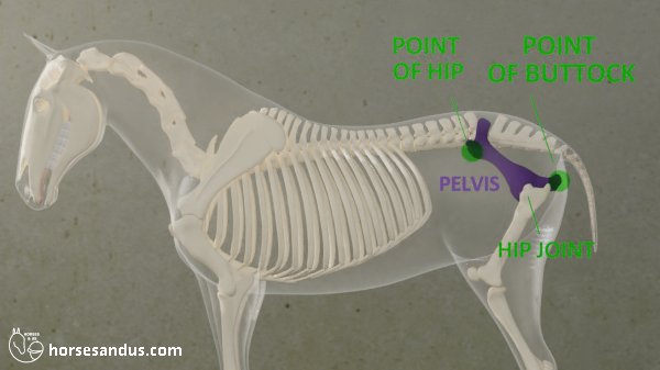 horse point of hip and point of buttock