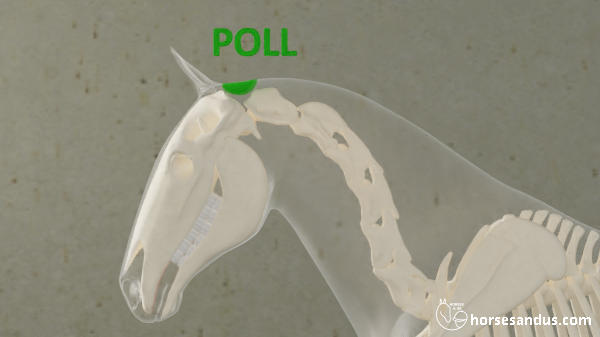 horse's poll