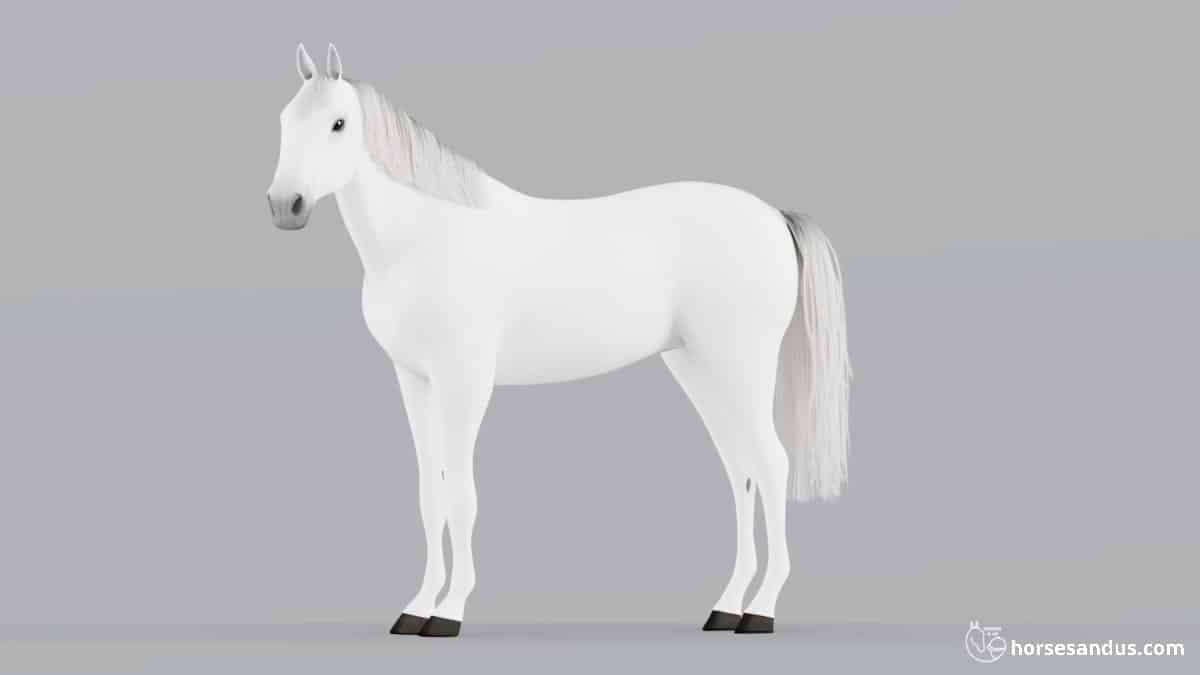 Pure White Grey Horse