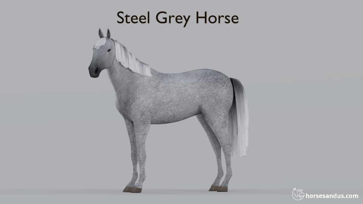 Steel Grey Horse (Iron Grey Horse)