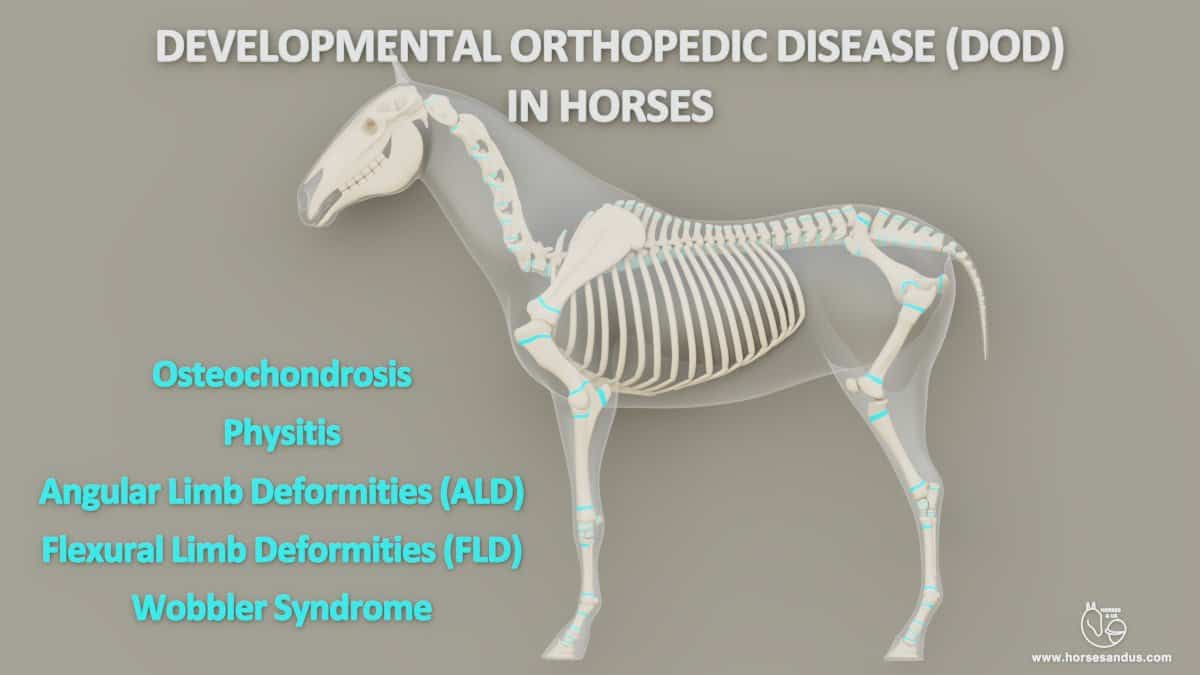 Equine Developmental Orthopedic Disease