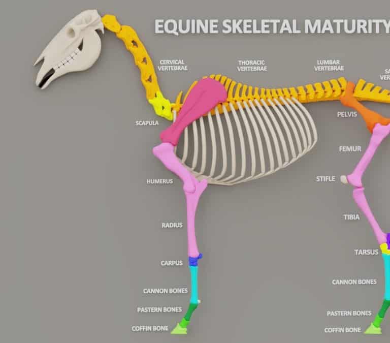 Equine skeleton maturity, stages of horse skeletal development