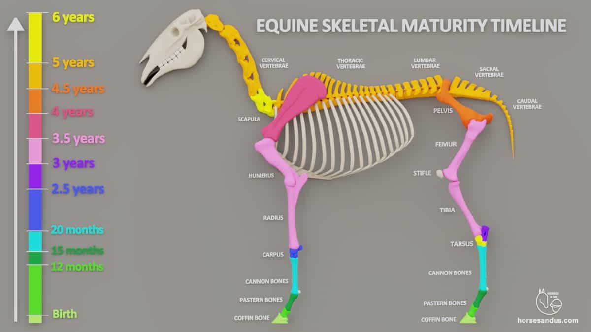 Equine skeleton maturity, stages of horse skeletal development