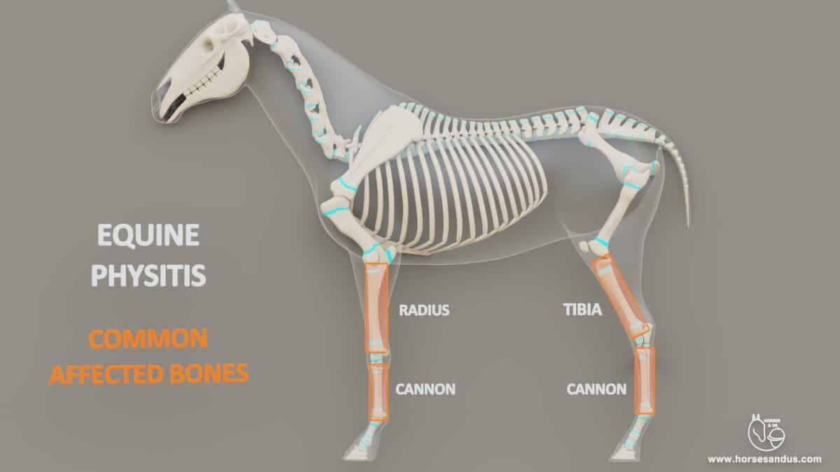 Equine physitis. Most common bones affected (cannon, radius, tibia)