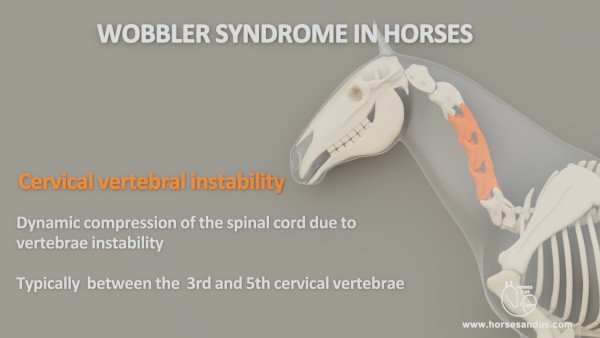 Equine Wobbler syndrome- Cervical vertebral instability
