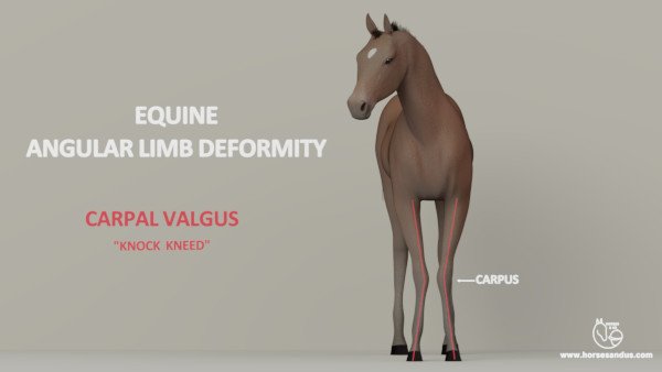 Equine ALD carpal valgus ("knock kneed")