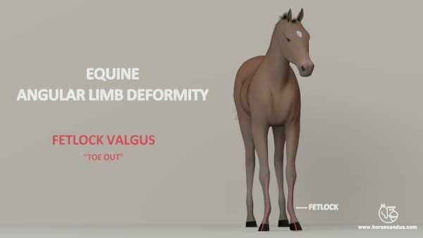Equine ALD fetlock valgus ("toe out")