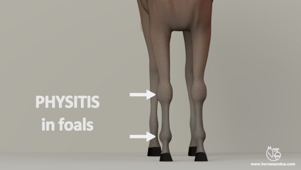 Developmental Orthopedic Disease in horses - Physitis