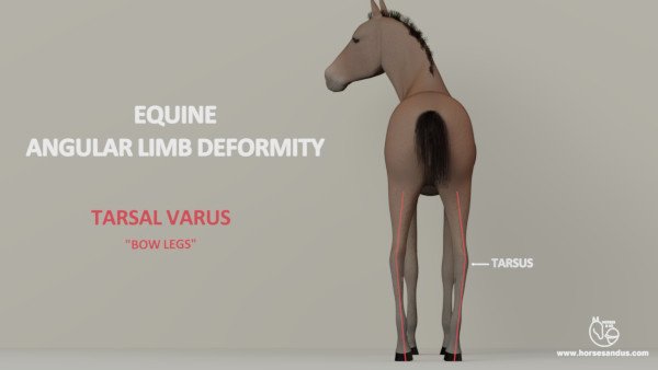 Equine ALD tarsal varus ("bow legs")