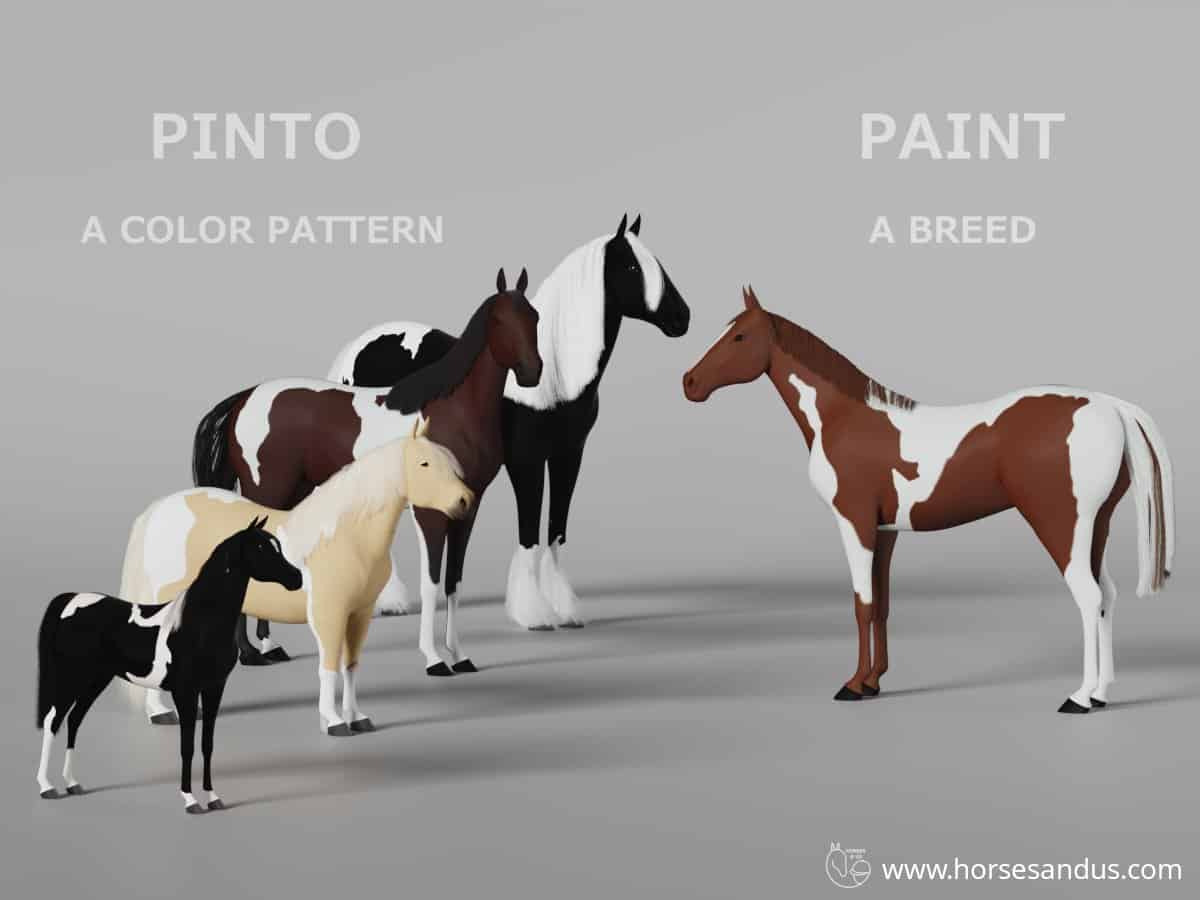 Pinto vs paint horse