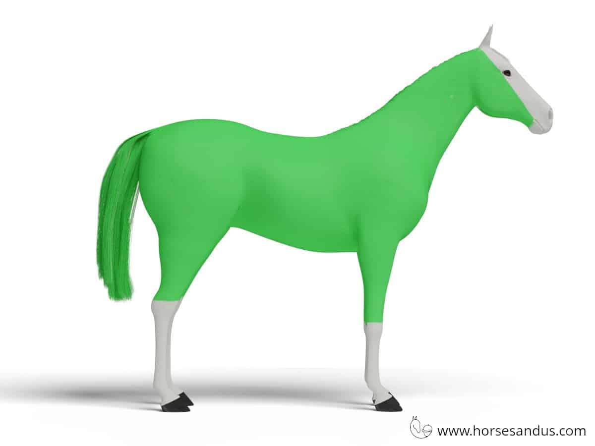 paint horse color requirements "natural paint marking"