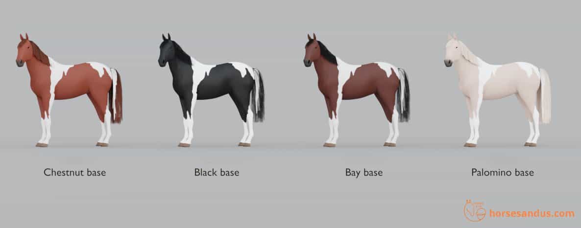 Pinto horse pattern over different base colors