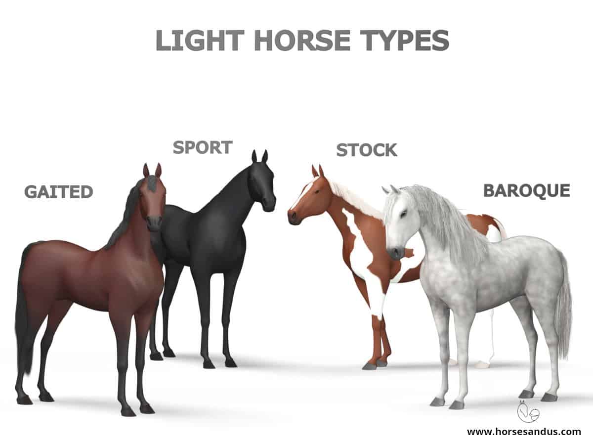 The 4 types of Light Horses: Sport Horse, Stock Horse, Baroque Horse, Gaited Horse