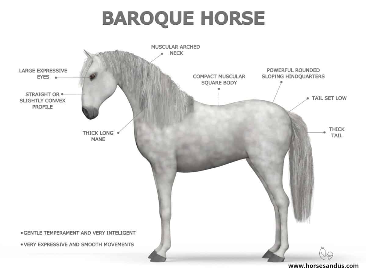 Light Horse types - Baroque Horse