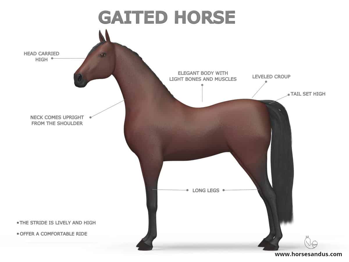 Light Horse types - Gaited Horse