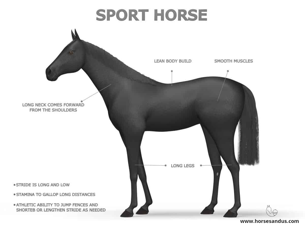 Light Horse types - Sport Horse