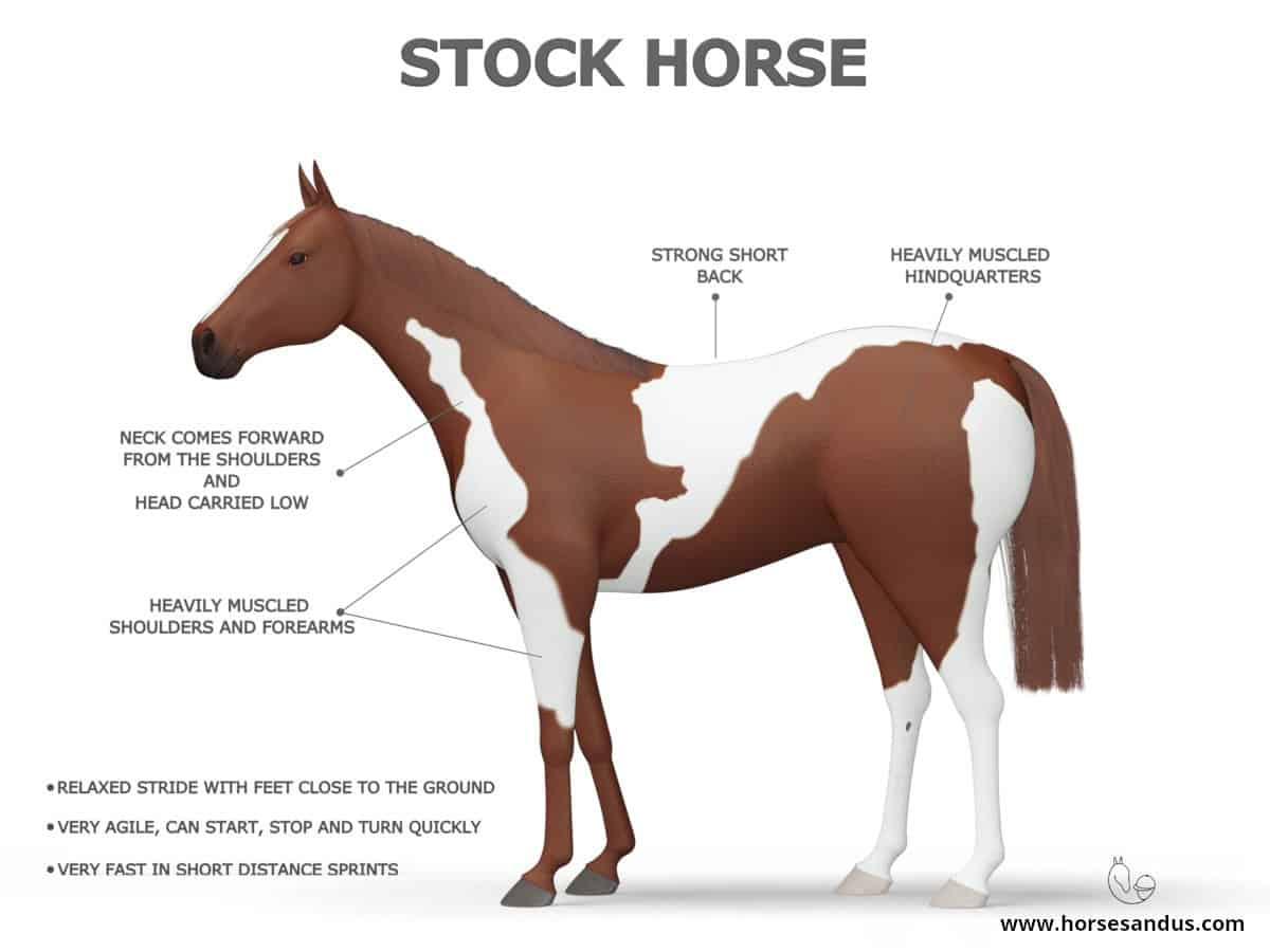 Light Horse Types - Stock Horse