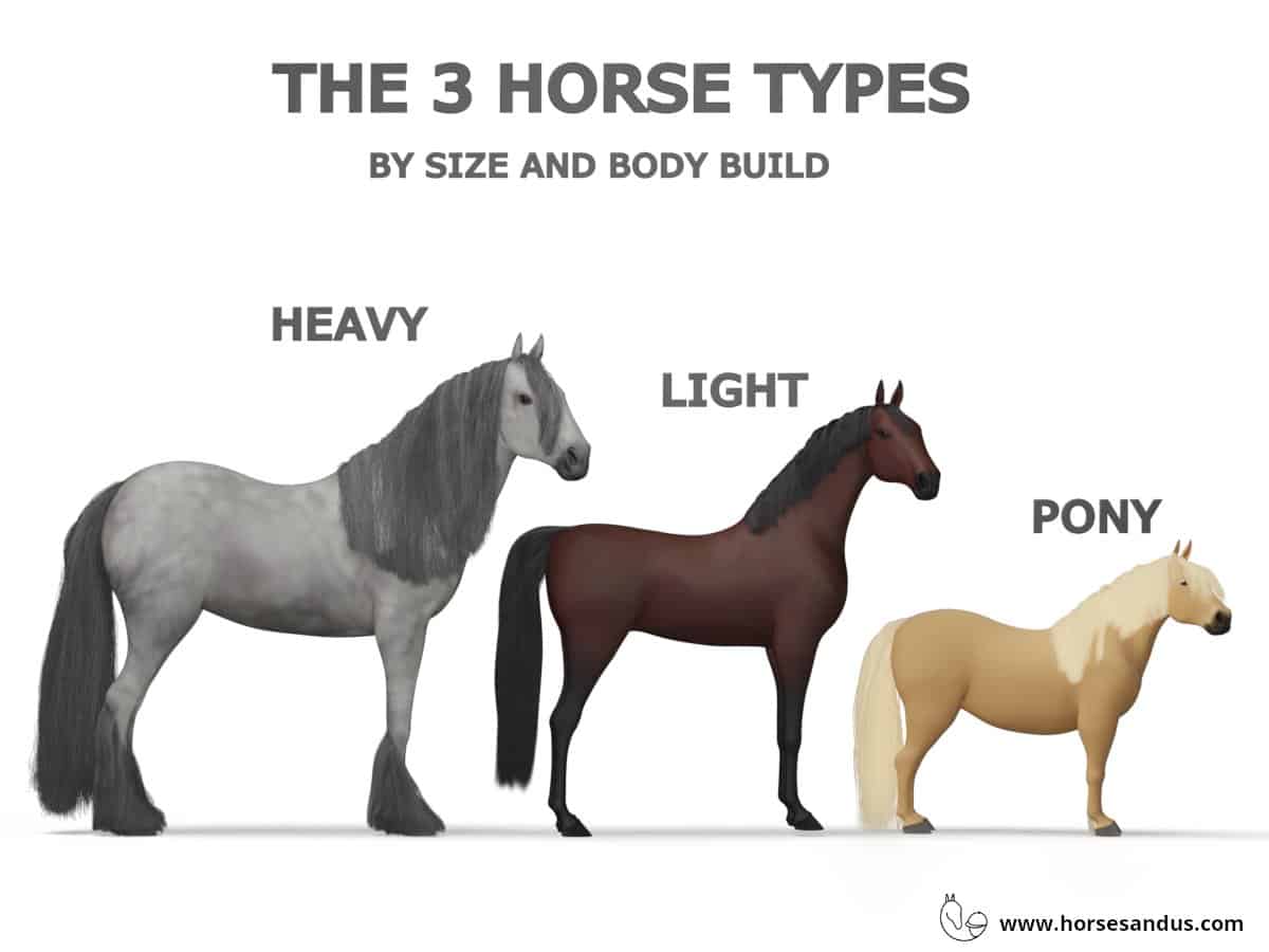 The 3 main types of horses by size and body build (heavy, light and pony)