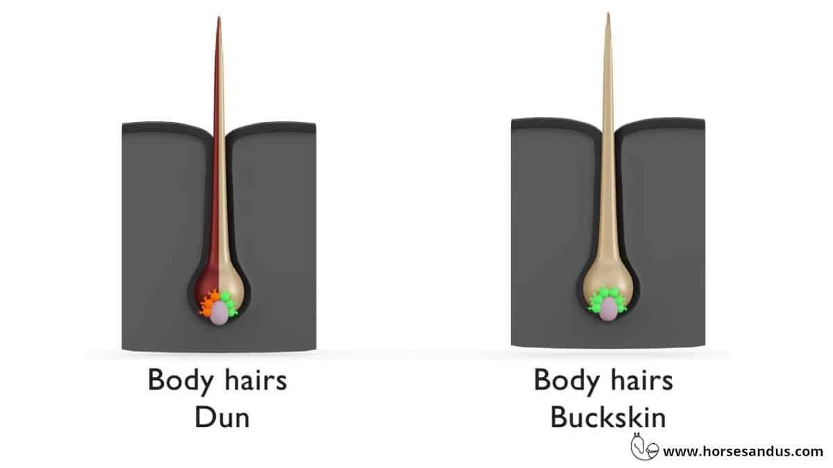 Dun vs Buckskin hair dilution