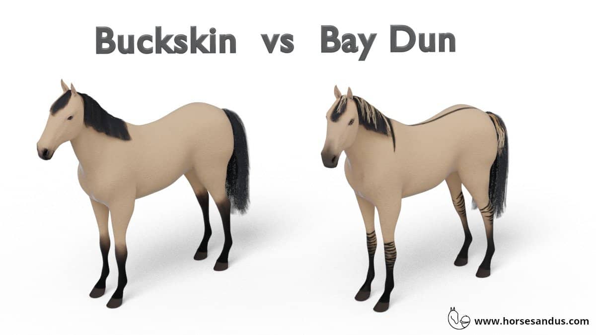 Buckskin vs Bay Dun horses - what are the differences