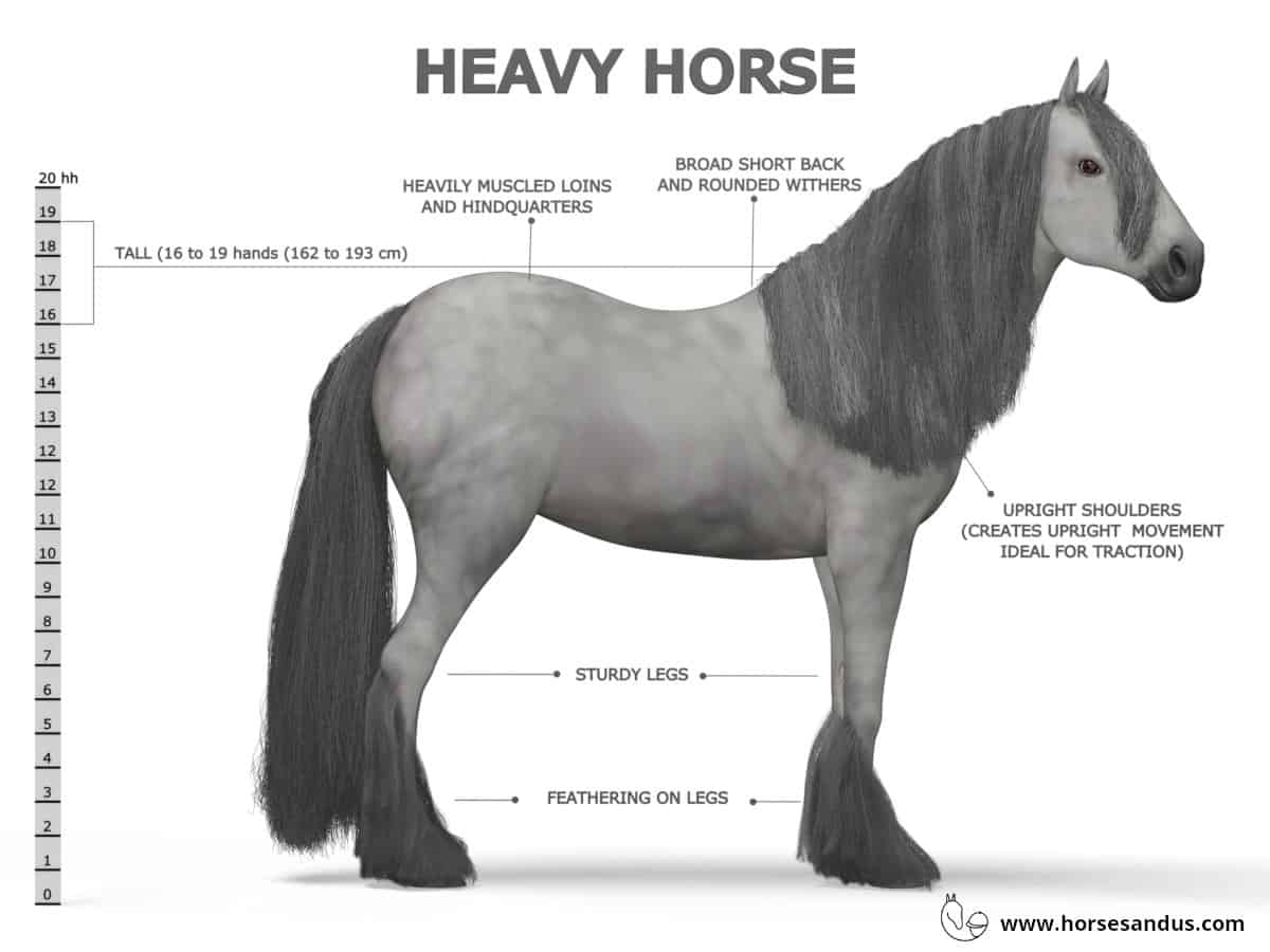 Heavy Horse (Draft Horse or Draught Horse) Characteristics