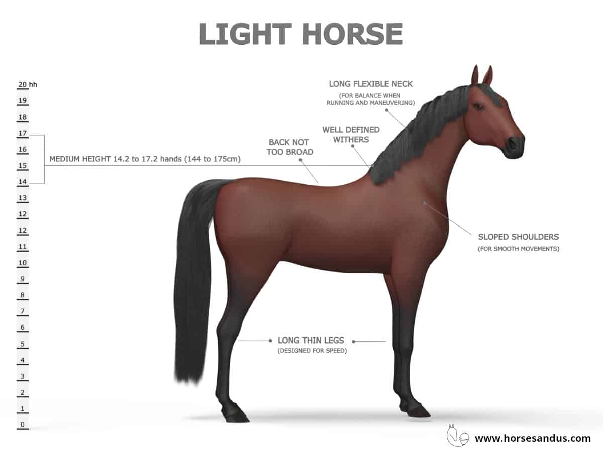 Light Horse characteristics