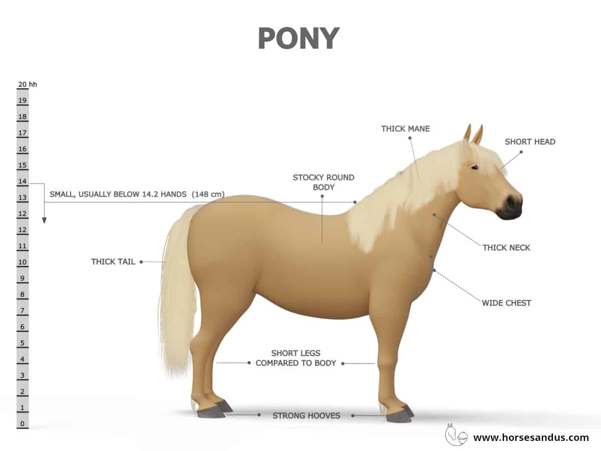 Pony Characteristics