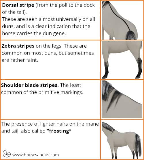 Dun horse primitive markings chart