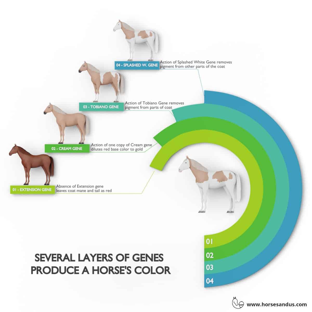 Horse color and pattern - result from several layers of genes
