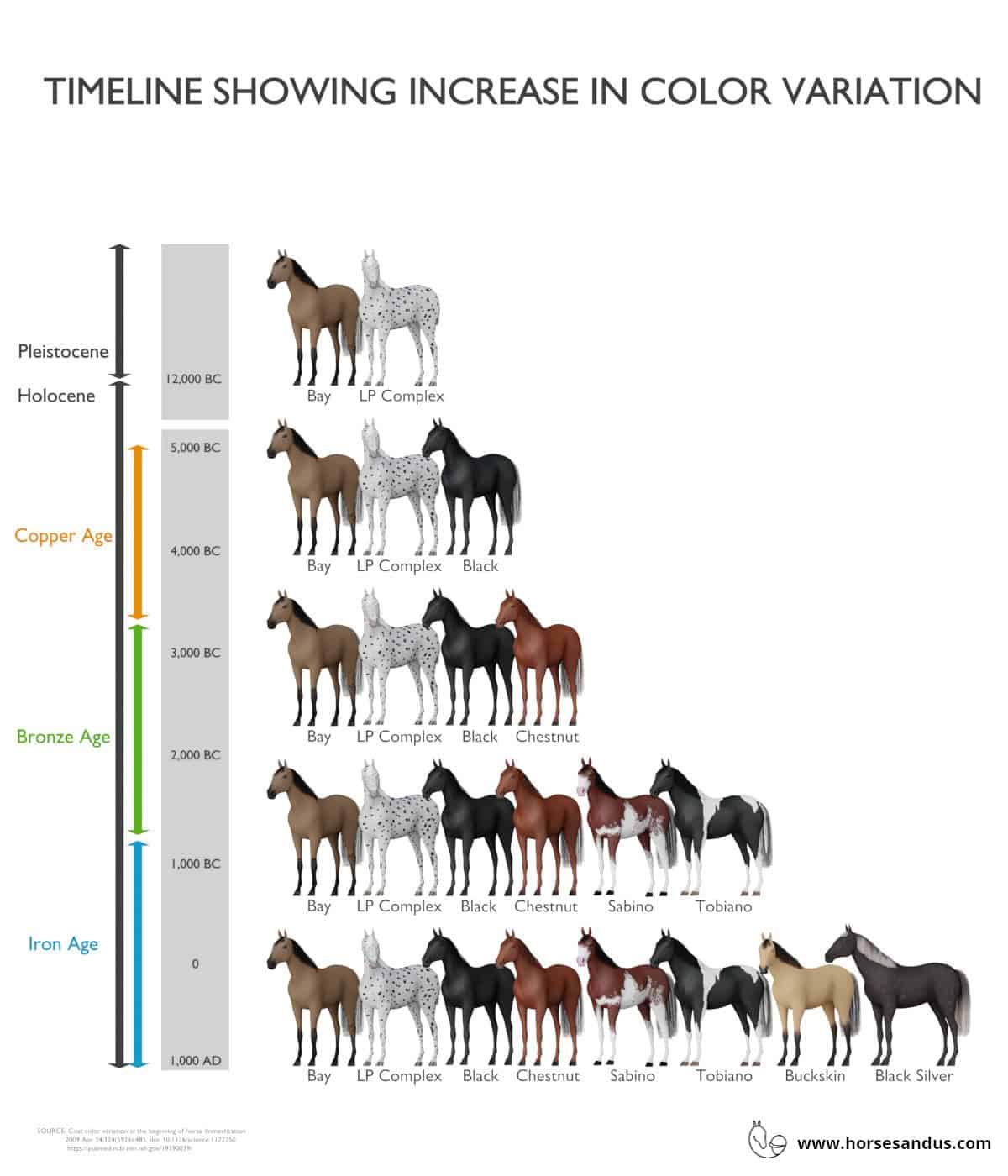 Horse Colors and Patterns - timeline of increasing color variation