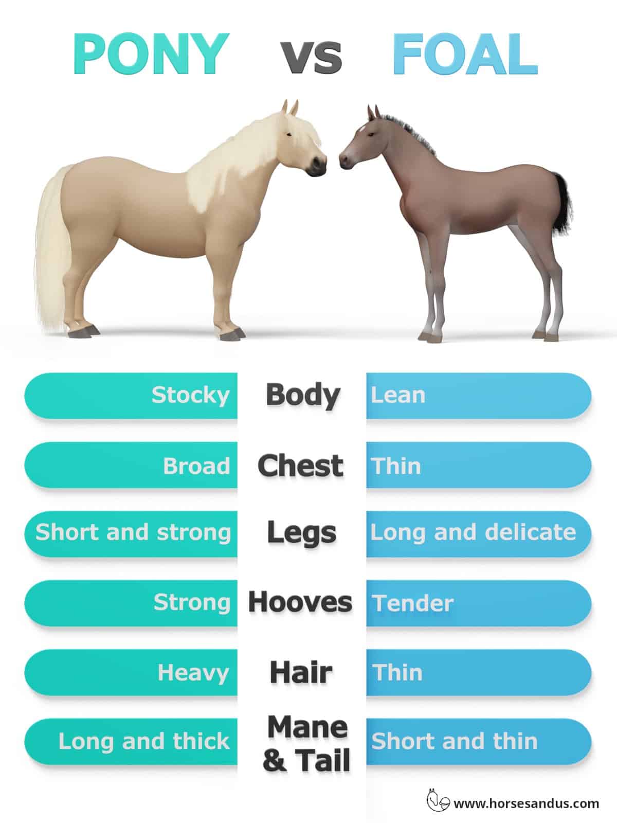 Is a pony a baby horse?