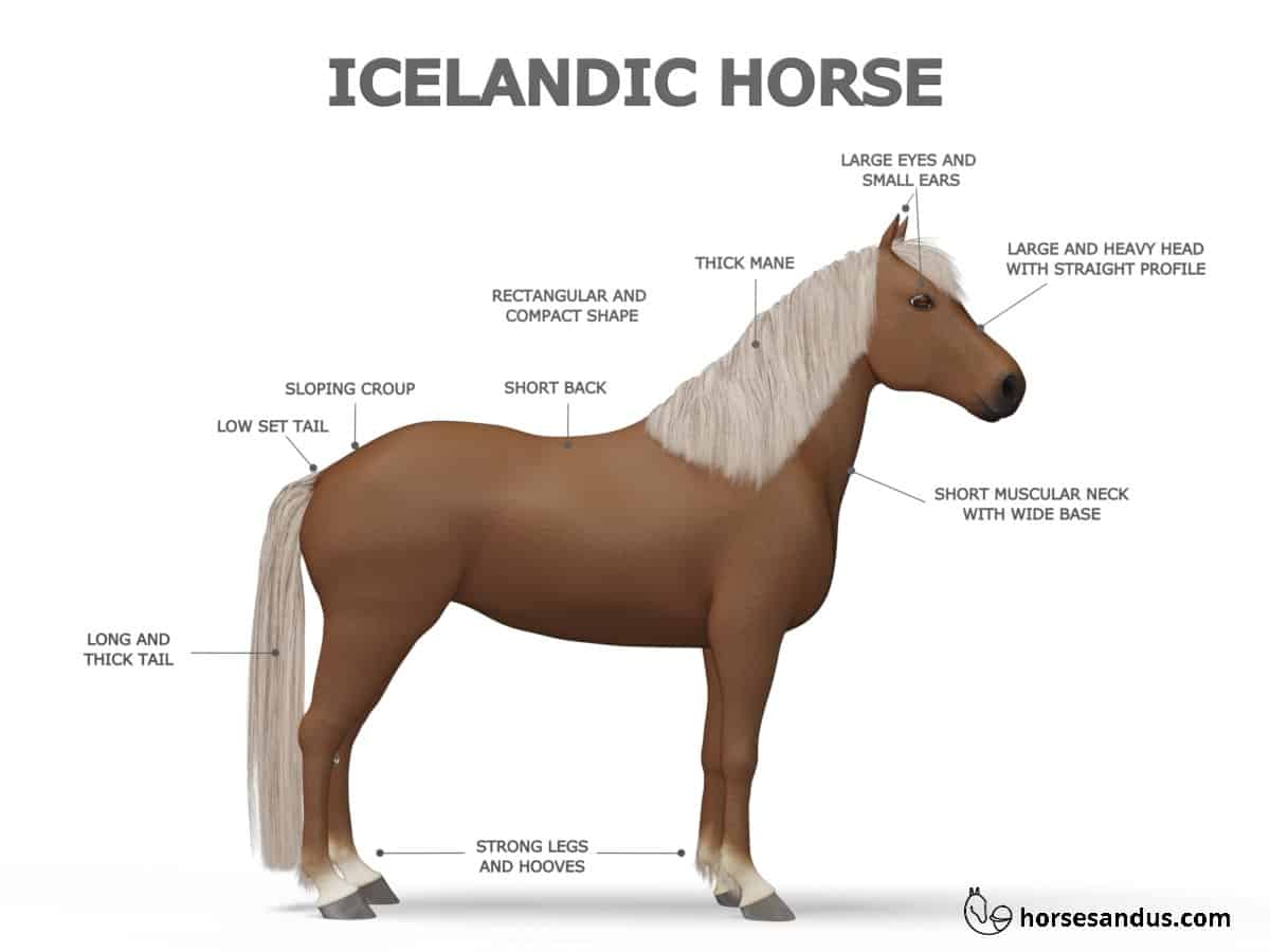 Icelandic Horse Characteristics
