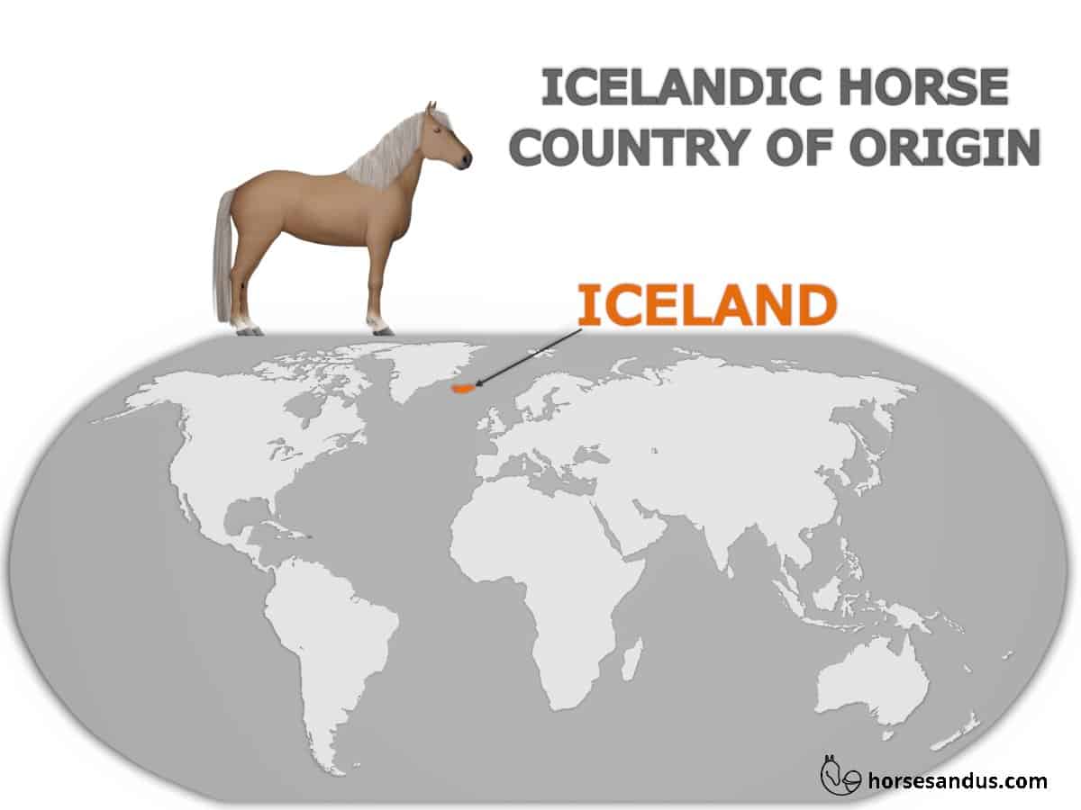 Icelandic horse's country of Origin - Iceland