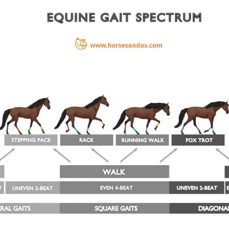 Equine gait spectrum - from pace to trot and all gaits in between