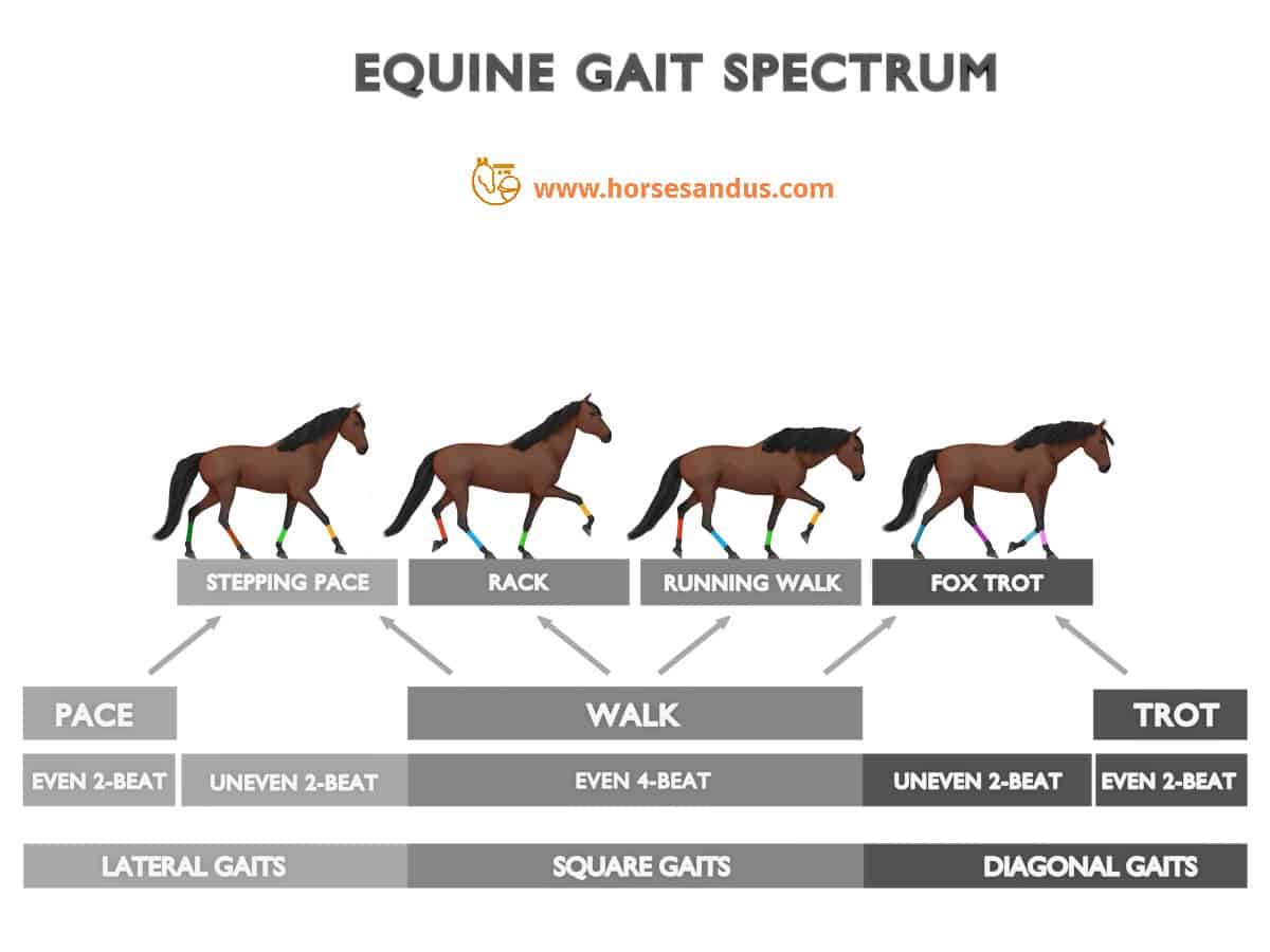 Equine gait spectrum - from pace to trot and all gaits in between