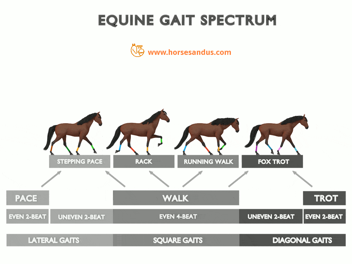 Equine gait spectrum gif with animated ambling gaits